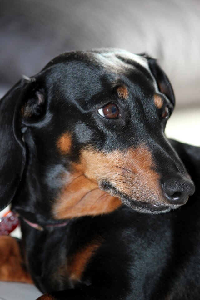 Fire small dog domestic animal