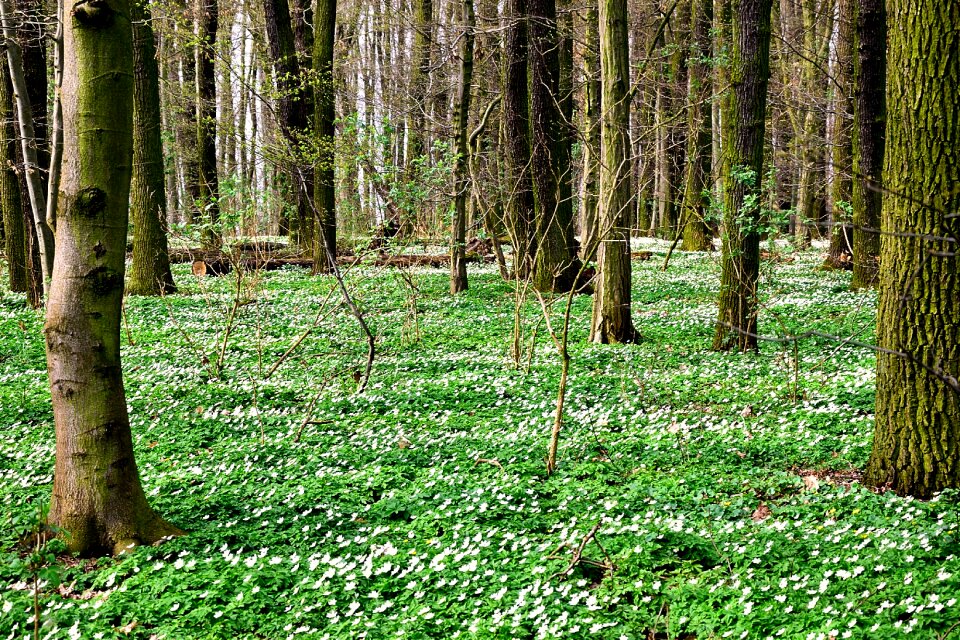 Forest spring plant