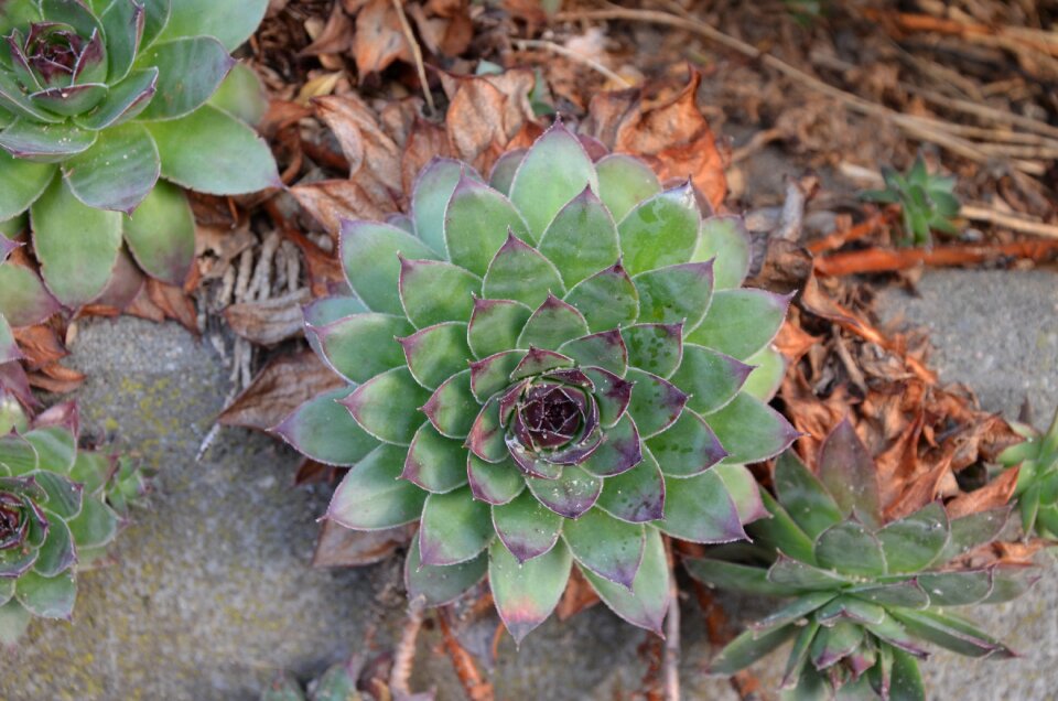 Nature ground cover close up photo