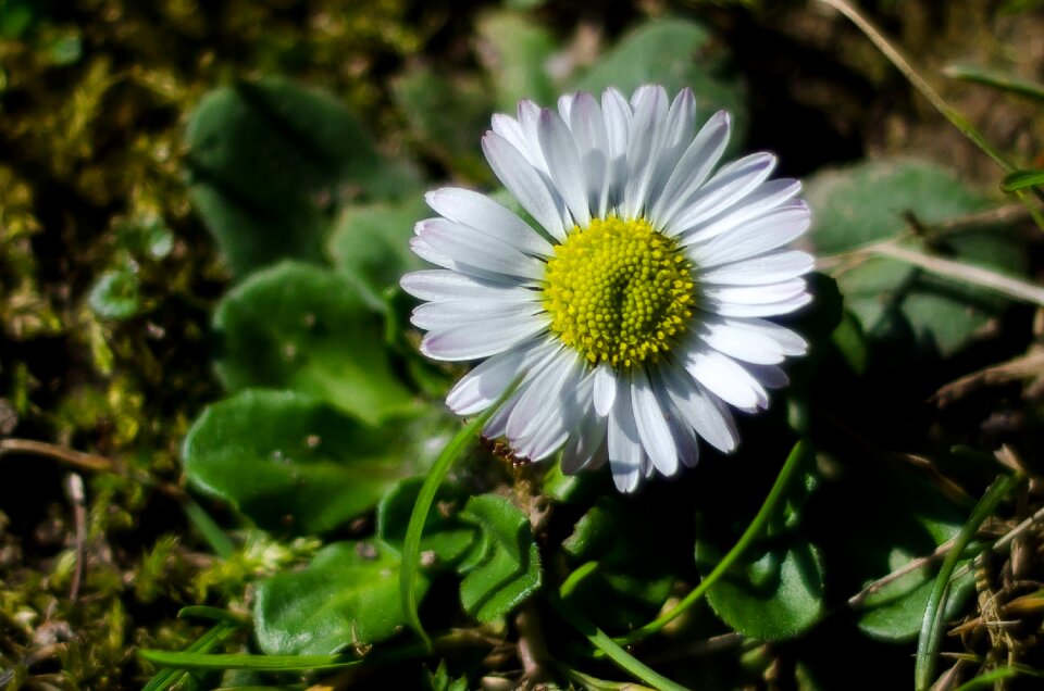 Spring nature blossom