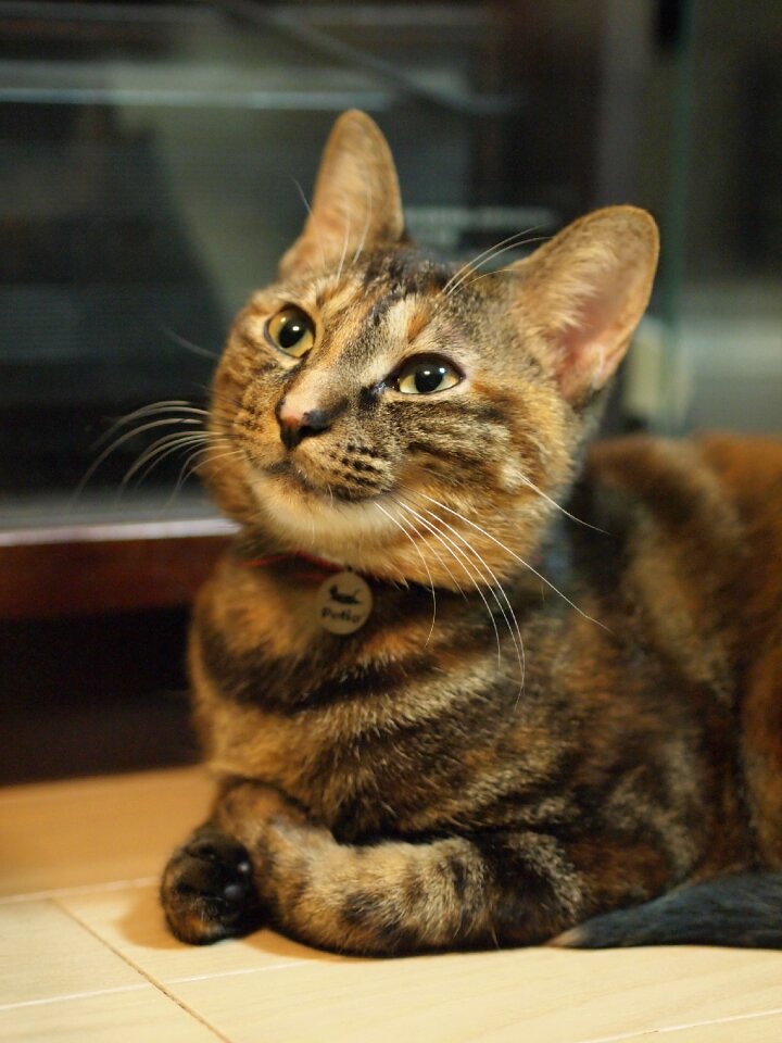 Cat laugh Free photos