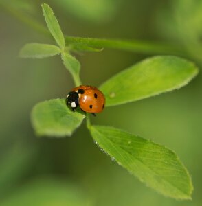 Nature lucky charm red photo