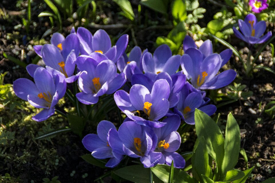 Purple nature blossom
