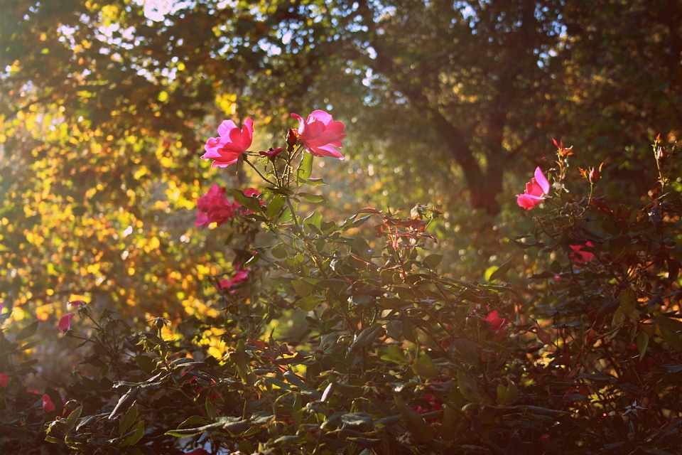 Garden floral plants