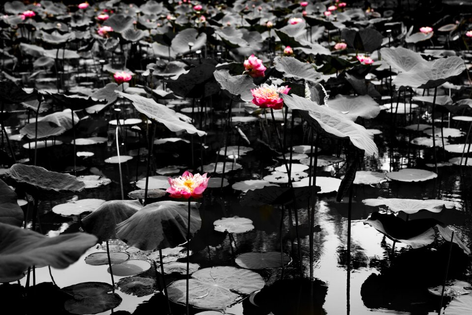 Blooming lake meditation