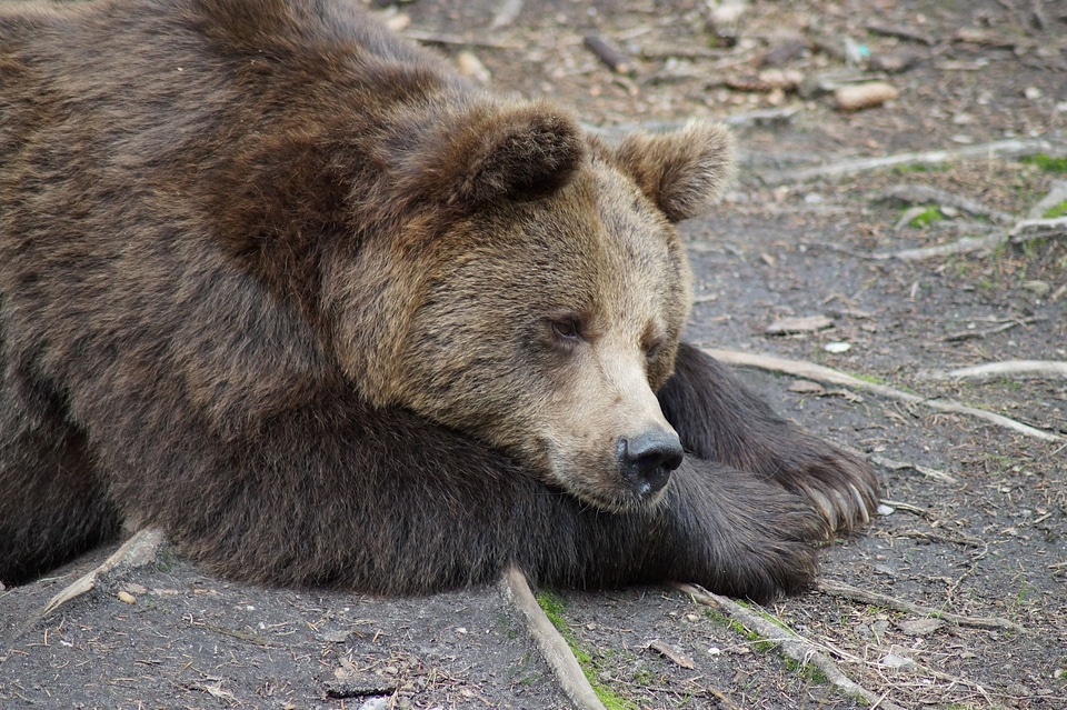Animals animal rest