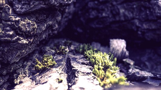 Rock wood macro