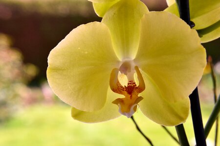 Public record flower nature