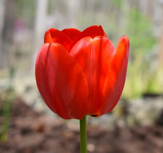 Bulb flower blossom