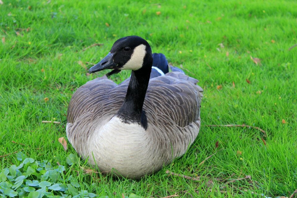 Bird wild goose poultry