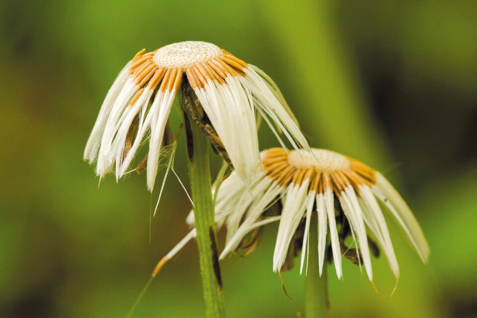 Seeds was medicinal plant wet