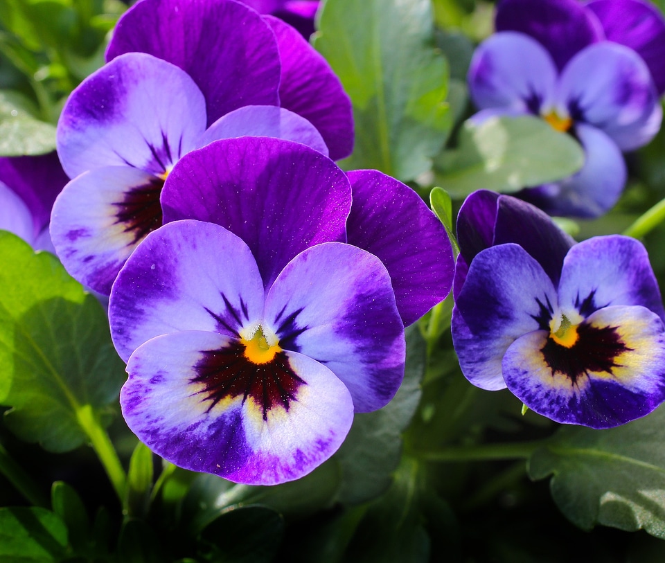 Nature spring violet photo