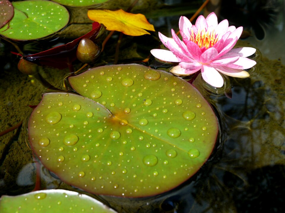 Aquatic plant lake rose garden