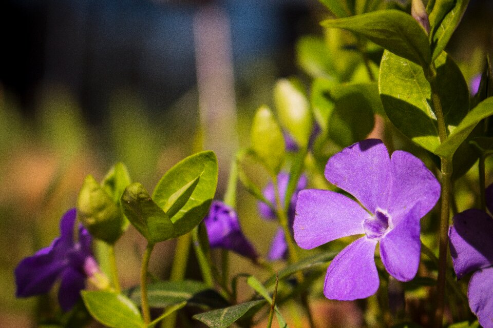Macro blossom bloom