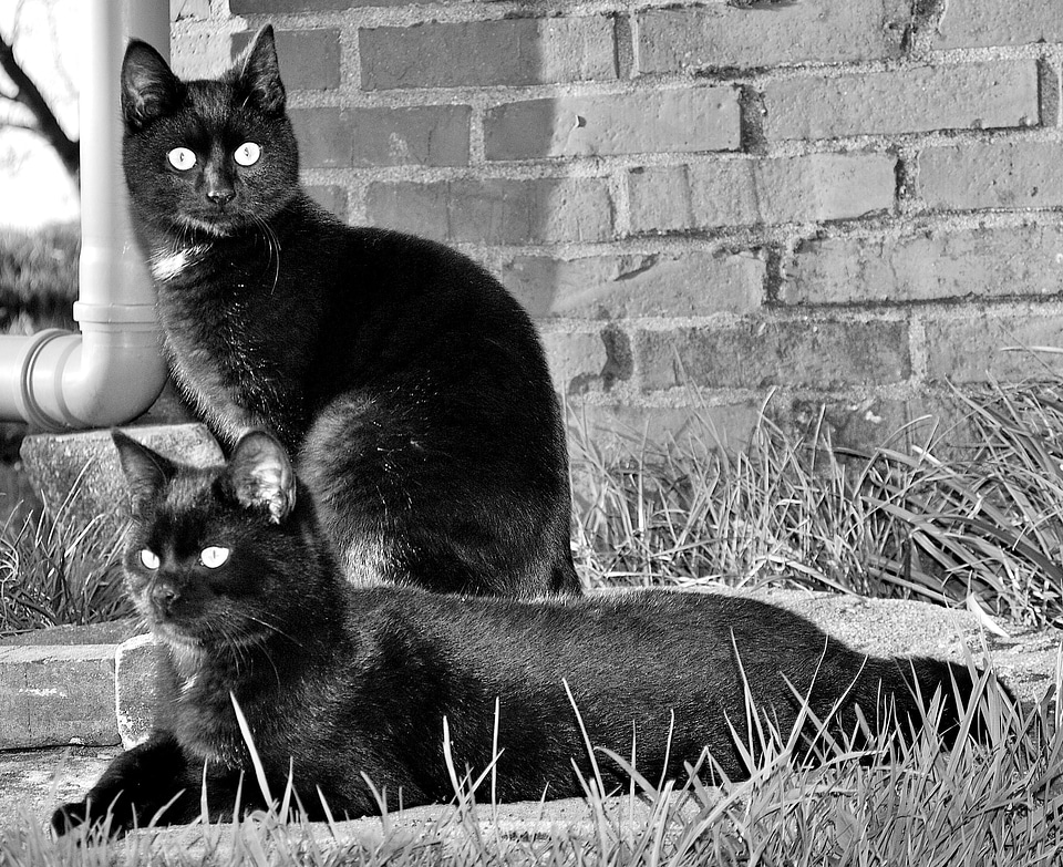 Curious cat's eyes cute cat