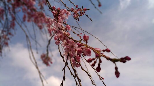 Pink flower spring weeping cherry tree photo
