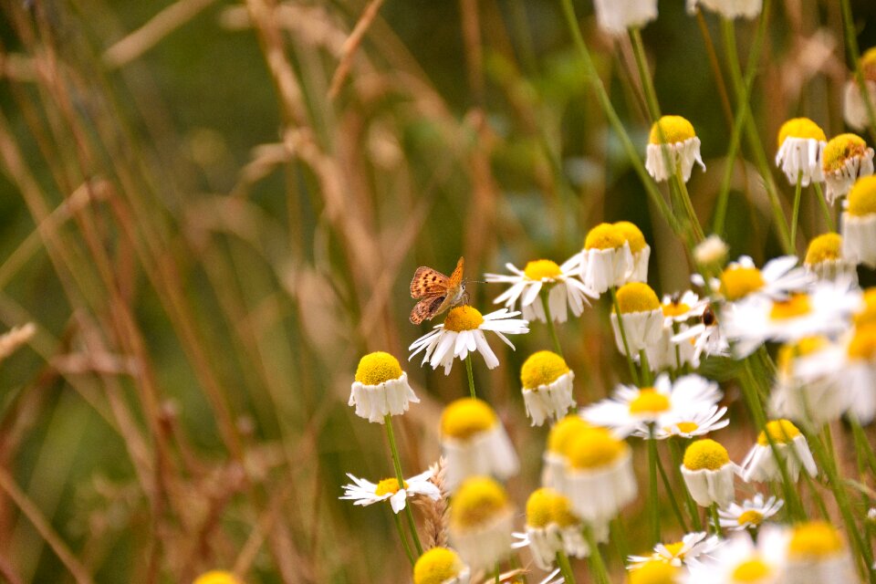 Reported yellow white