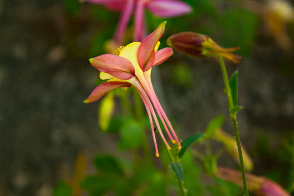 Shrub common columbine garden