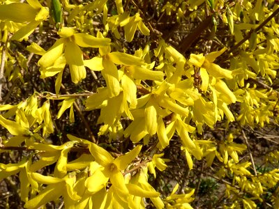 Yellow spring nature