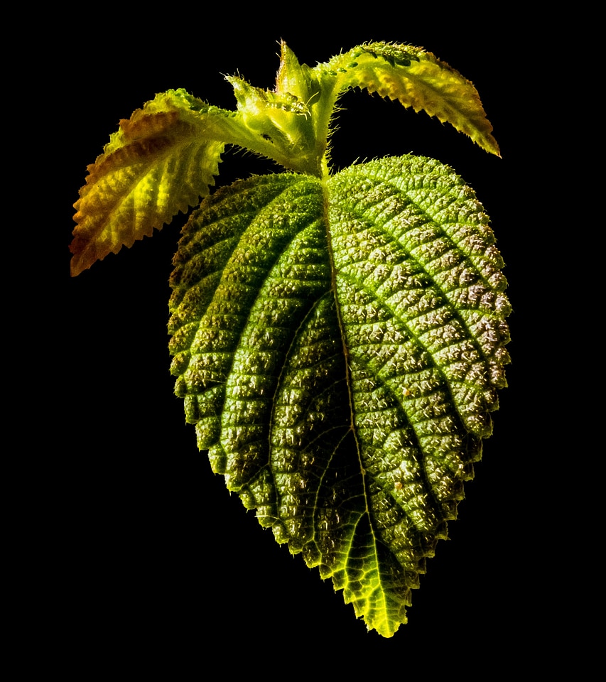 Leaf green leaf leaves