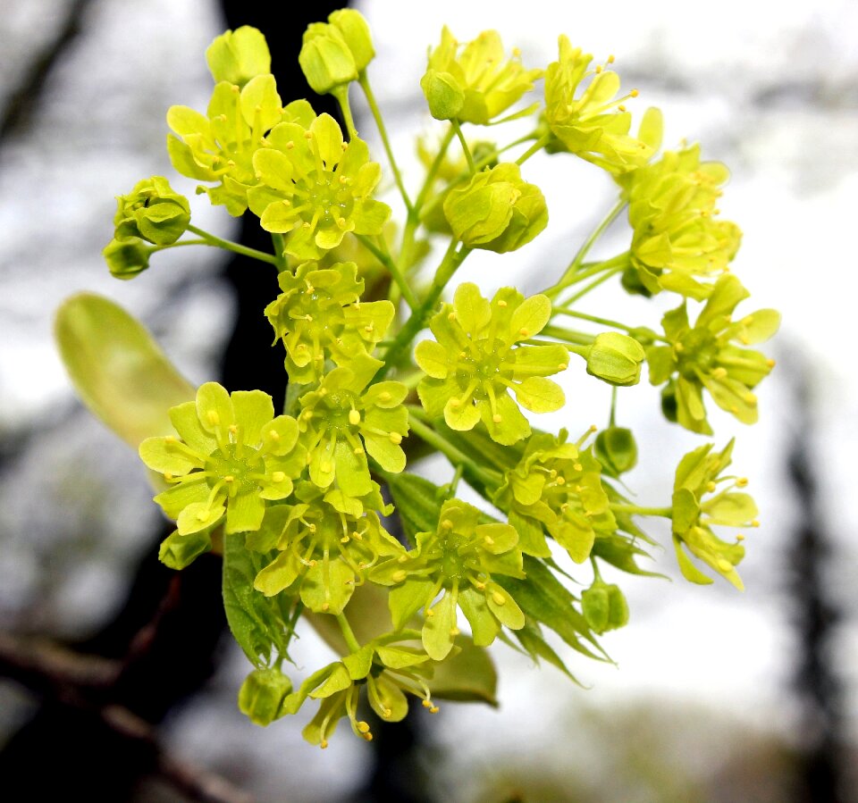 Light green early bloomer spring
