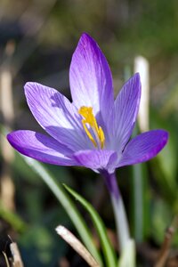 Blue plant spring photo