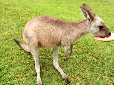 Grass animal feeding