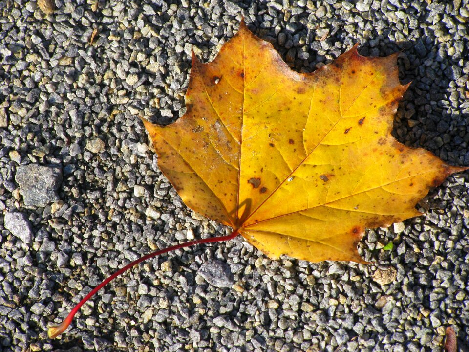 Detail nature yellow