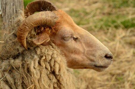 Coat fauna nature