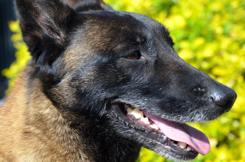 Dog belgian malinois animal