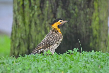 Pica-pau-do-campo bird woodpecker