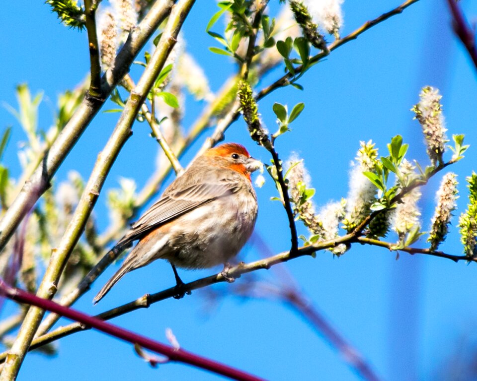 Branch nature blossom