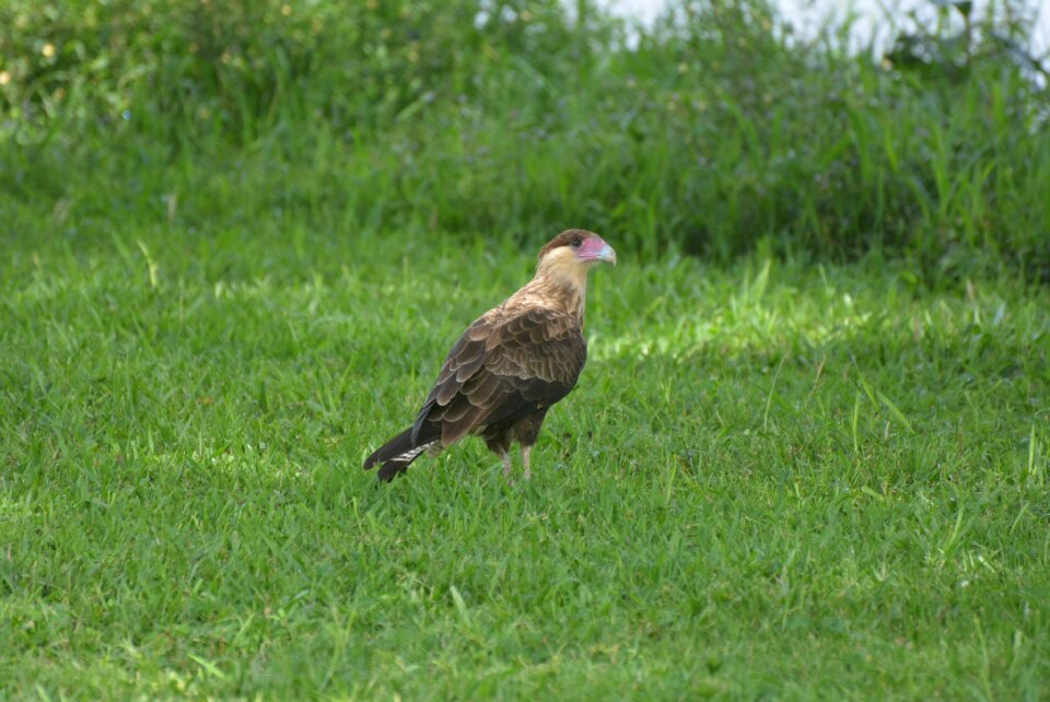 Caracará falconiiforme hawk