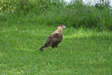 Caracará falconiiforme hawk
