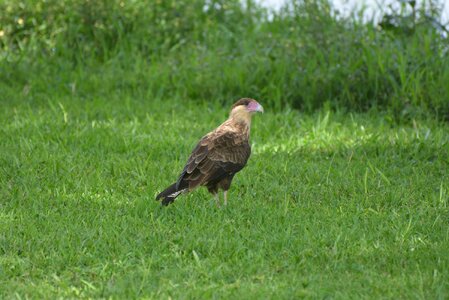 Caracará falconiiforme hawk photo