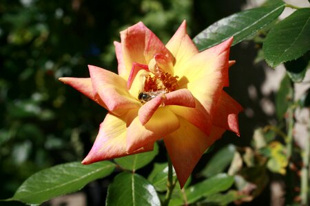 Rose summer