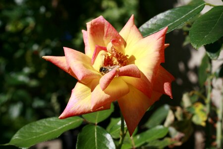 Rose summer photo