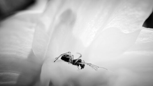 Spider macro flower