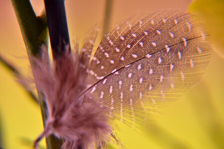Nature public record color