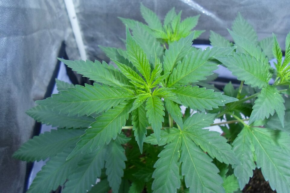 Cannabis marijuana