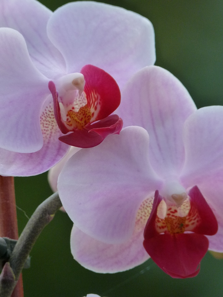 Florist plant lovely