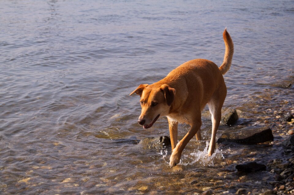 Quadruped summer pet