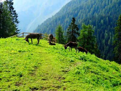 Alp alm meadow
