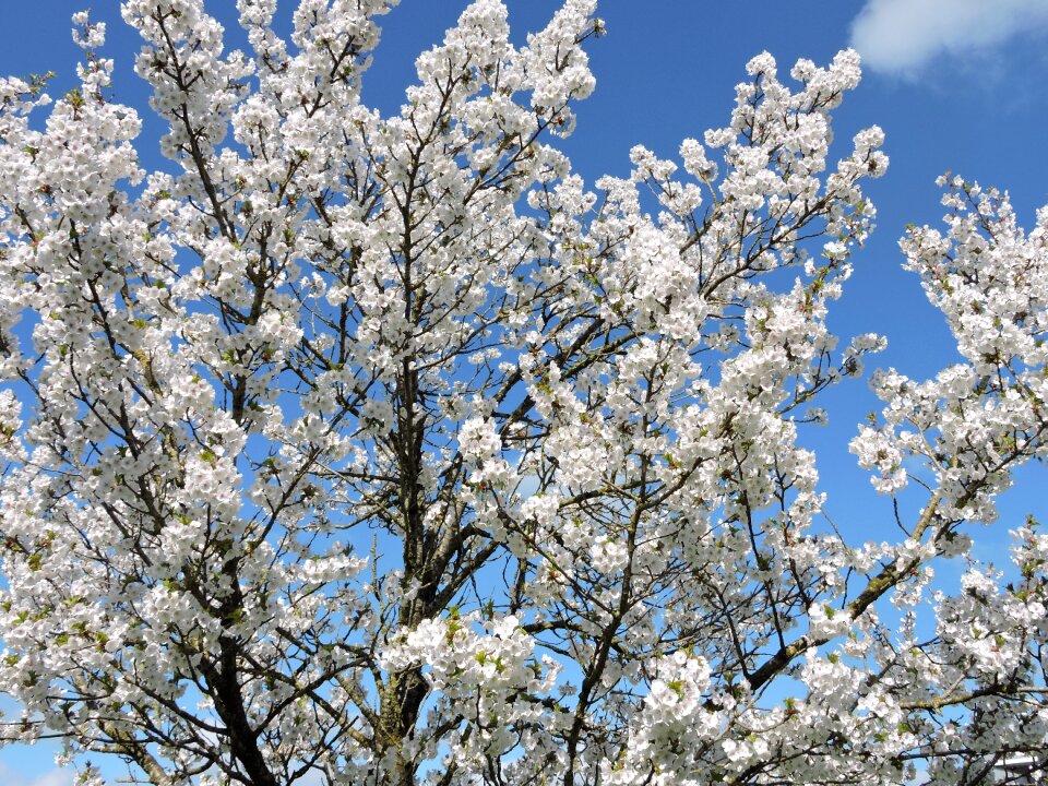 White flower flowers white