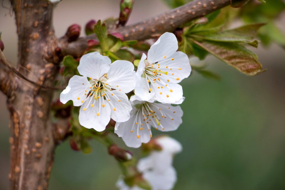 White spring cherry tree