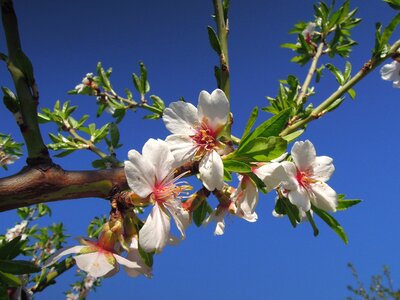 Sunshine blue sky spring bloom photo