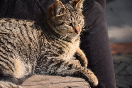 Cat tiger stripes spring day photo