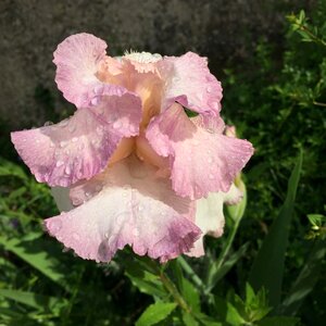 Garden spring plant