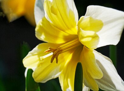 Spring blossom bloom