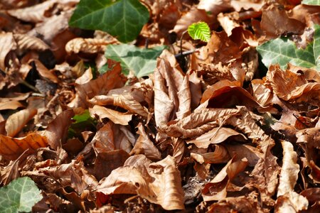 Dry forest floor brown photo